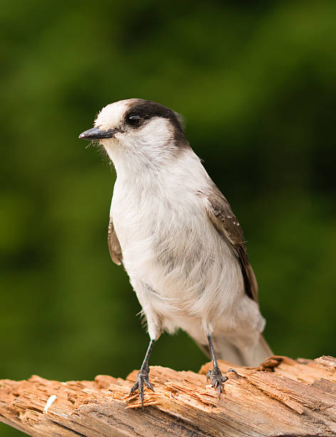 istock Grey Jay Whiskey Jack Bird Watching Animal Wildlife 526393175