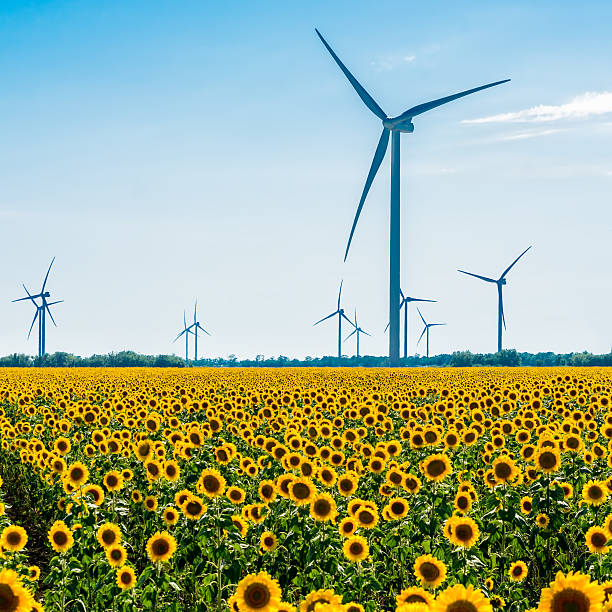 istock Field with sunflowers and eco power, wind turbines 526394491