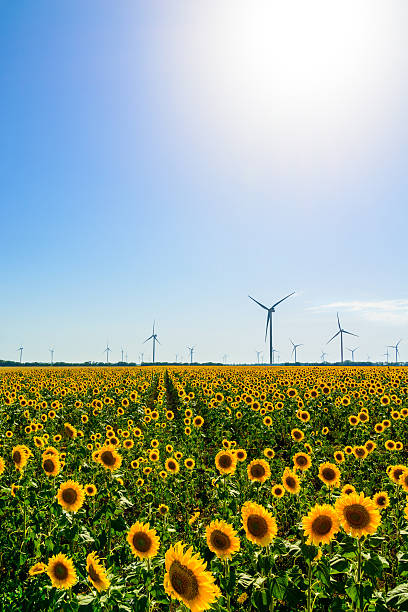 istock Field with sunflowers and eco power, wind turbines 526394859