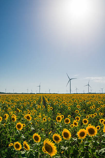 istock Field with sunflowers and eco power, wind turbines 526394867