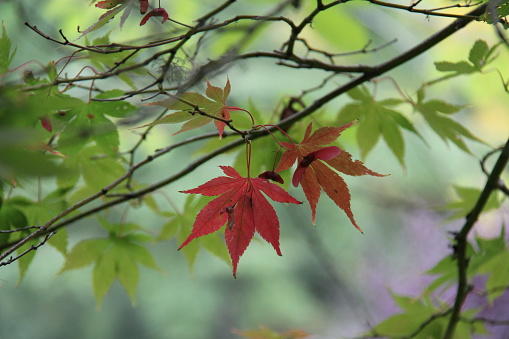 green Japanese maple with leaves turning red