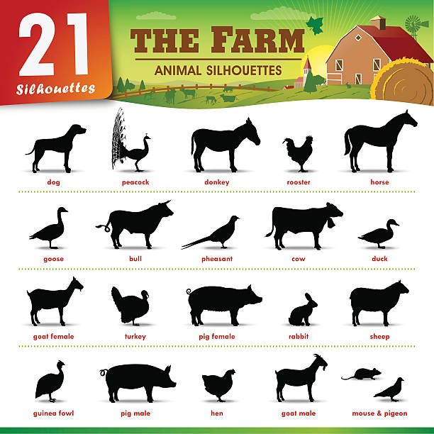 21 농장 짐승 실루엣 - pig silhouette animal livestock stock illustrations