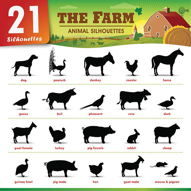 ilustrações, clipart, desenhos animados e ícones de twenty one silhuetas de animais de fazenda - pig silhouette animal livestock