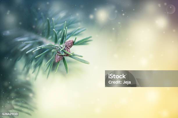 Pine Tree Stock Photo - Download Image Now - Backgrounds, Winter, Fir Tree