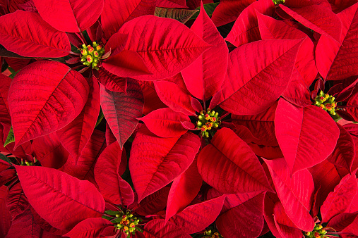 Imágenes de Flor De Navidad | Descarga imágenes gratuitas en Unsplash