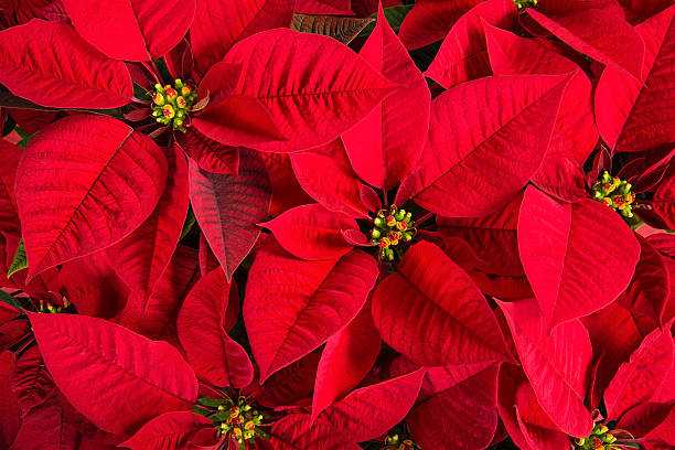 Closeup of red poinsettia flowers Closeup of red poinsettias (Euphorbia pulcherrima) flower background poinsettia stock pictures, royalty-free photos & images