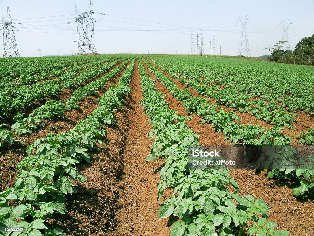 potato plants Green field with young potato plants and leaves Agricultural Field Stock Photo