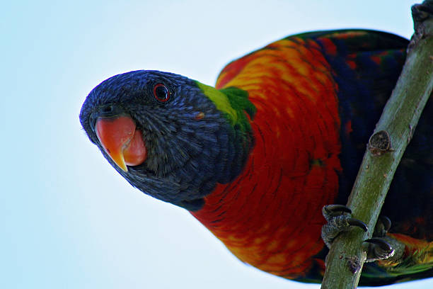 cheeky rainbow lorikeet perched on a tree branch cheeky rainbow lorikeet perched on a tree branch lorikeet photos stock pictures, royalty-free photos & images
