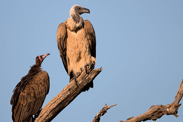istock White backed Vulture on the lookout 526423725
