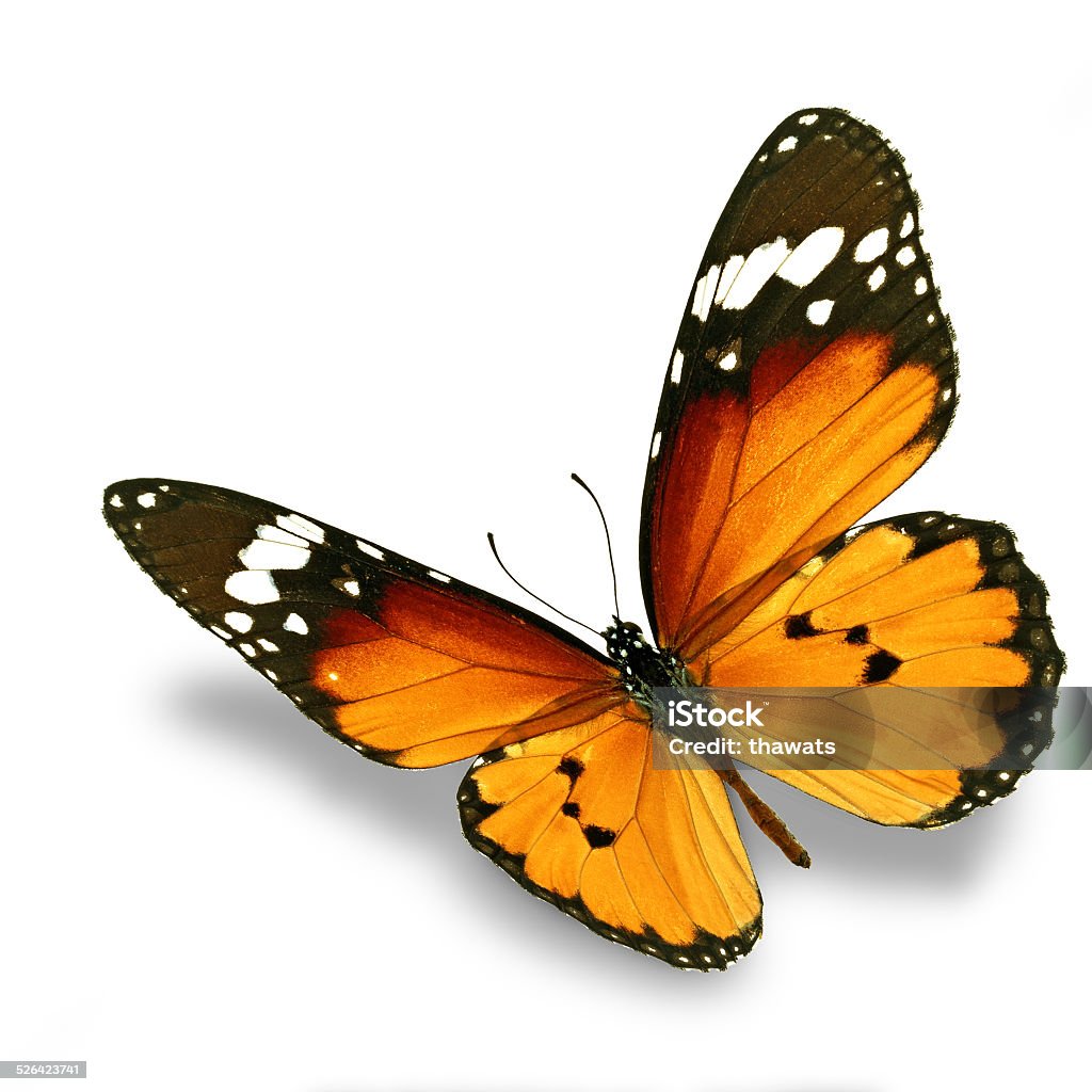 orange butterfly Beautiful orange butterfly flying isolated on white background Butterfly - Insect Stock Photo