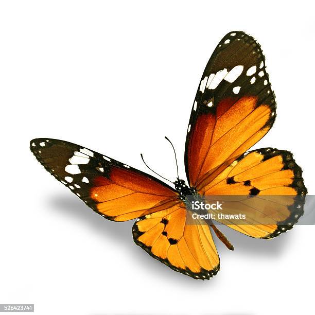 Orange Butterfly Stock Photo - Download Image Now - Butterfly - Insect, White Background, Animal