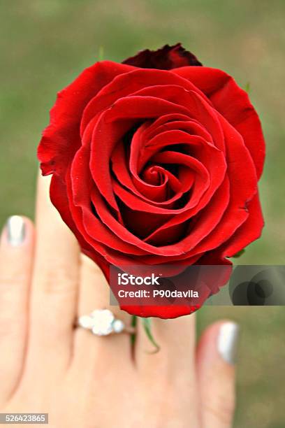 Roses Are Red Stock Photo - Download Image Now - Aerial View, Growth, Human Body Part