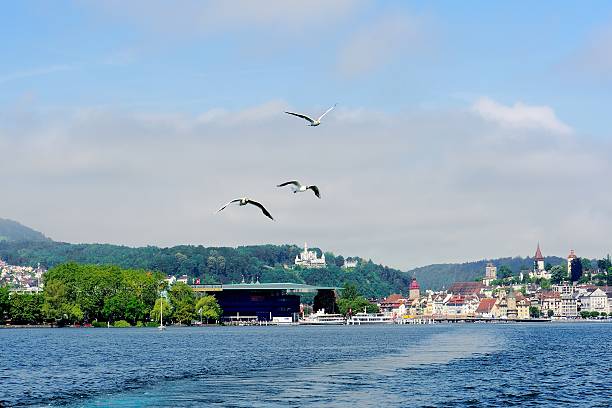 istock flying seagulls over the Lucerne Lake 01 526424369