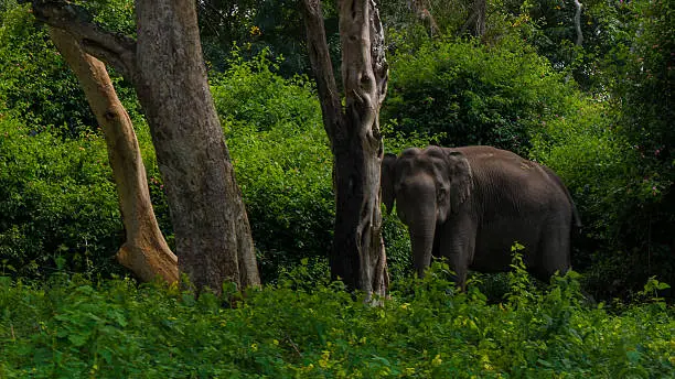 Asian elephant in India roaming freely in the forest.