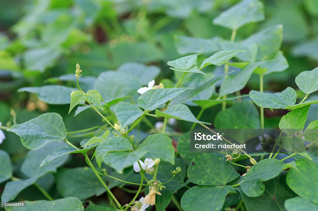 frijol or black bean plant detail from nicaraguan plantation Bean Stock Photo