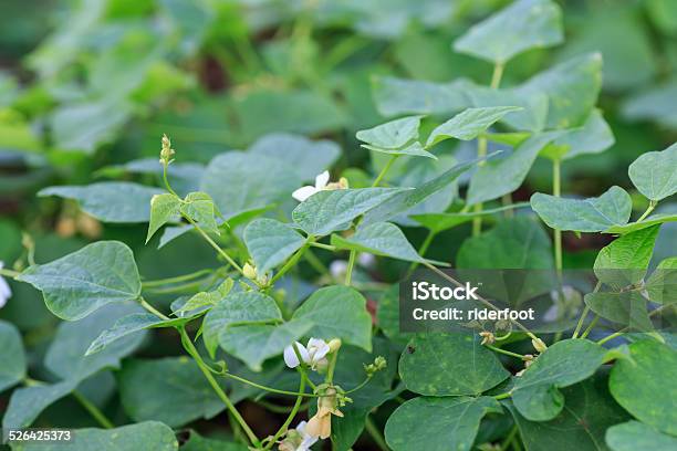 Frijol Or Black Bean Plant Detail From Nicaraguan Plantation Stock Photo - Download Image Now