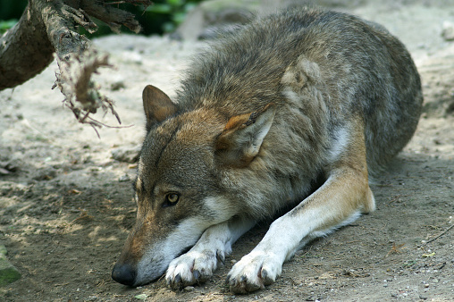 Names: Eurasian wolf, European grey wolf,  Common wolf, Middle Russian forest wolf