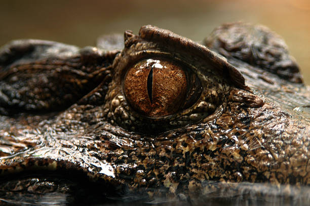Chinese Alligator Name: Chinese alligator  chinese alligator alligator sinensis stock pictures, royalty-free photos & images