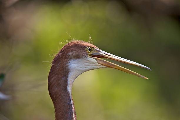 Tricolored Heron Fledging A closeup of a Tricolored Heron fledgling’s (Egretta tricolor) head. fledging stock pictures, royalty-free photos & images