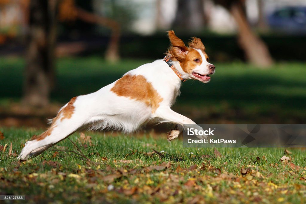 Brittany spaniel dog happily playing in park Brittany spaniel dog happily playing in park, running and jumping on autumn leaves and grass Dog Stock Photo