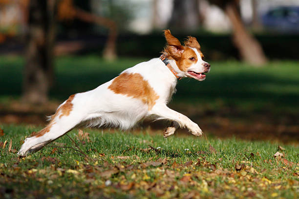 Brittany spaniel dog happily playing in park Brittany spaniel dog happily playing in park, running and jumping on autumn leaves and grass spaniel stock pictures, royalty-free photos & images