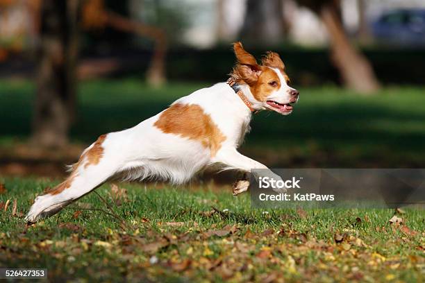 Brittany Spaniel Dog Happily Playing In Park Stock Photo - Download Image Now - Dog, Brittany - France, Jumping