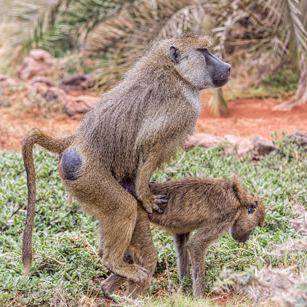 istock Copulating baboons in Amboseli National Park Kenya. 526439941