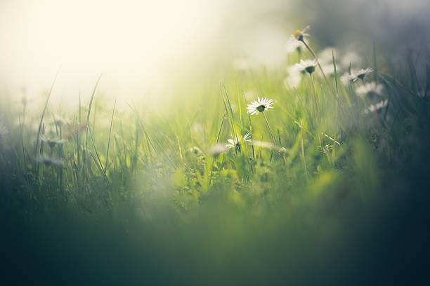 istock Morning in the field 526440365