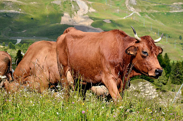 Tarine cow in the French Alps Tarine cow walking in the French Alps in Savoie department at La Plagne la plagne photos stock pictures, royalty-free photos & images