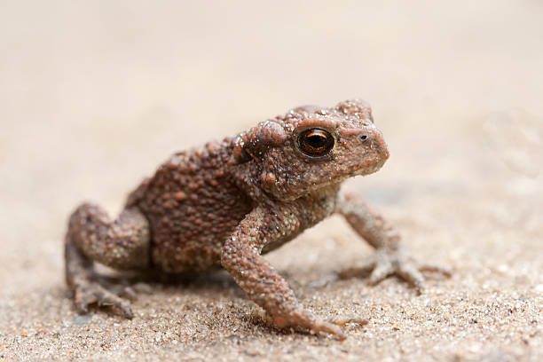 Bufo bufo in sandy background. young gray toad. stock photo