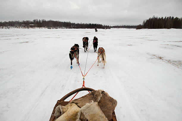 istock sledding with husky dogs in lapland 526441245