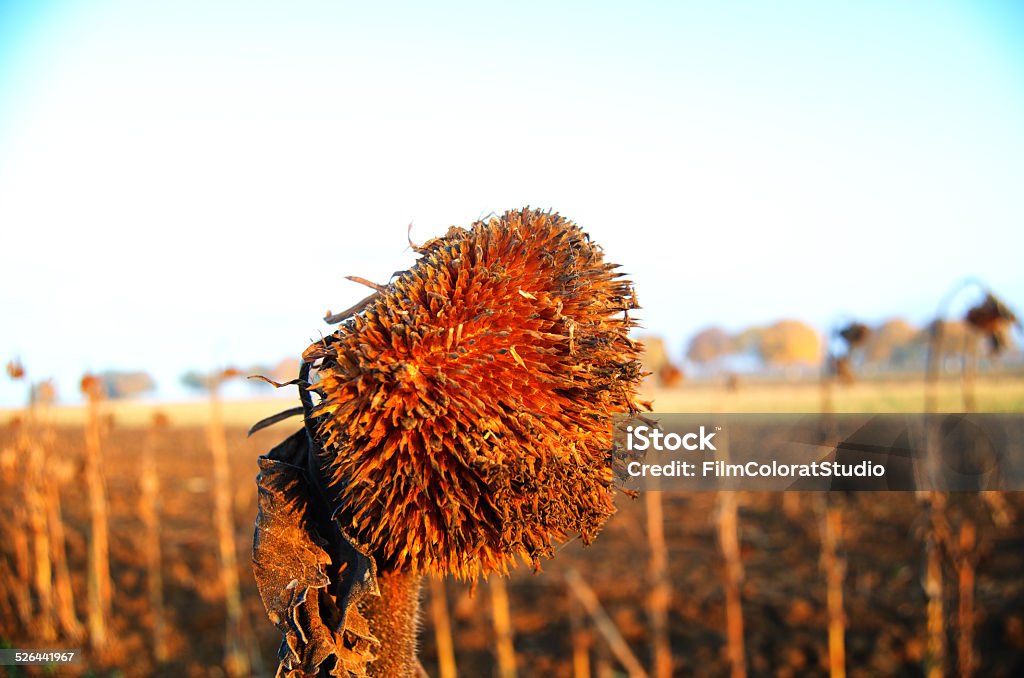 Dried sunflower. Dried sunflower. Warm light in the morning day. Agricultural Field Stock Photo