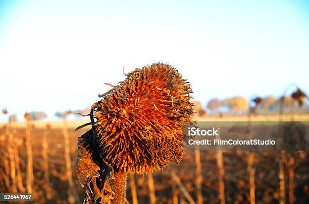 Dried Sunflower Stock Photo - Download Image Now - Agricultural Field, Cereal Plant, Close-up