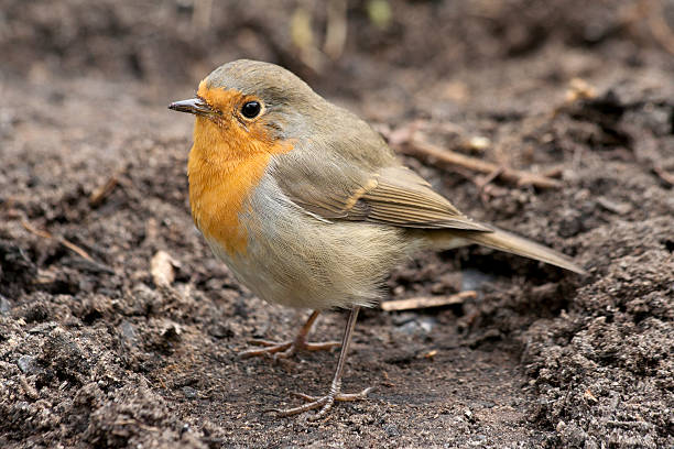 Erithacus rubecula on ground. Robin bird. stock photo