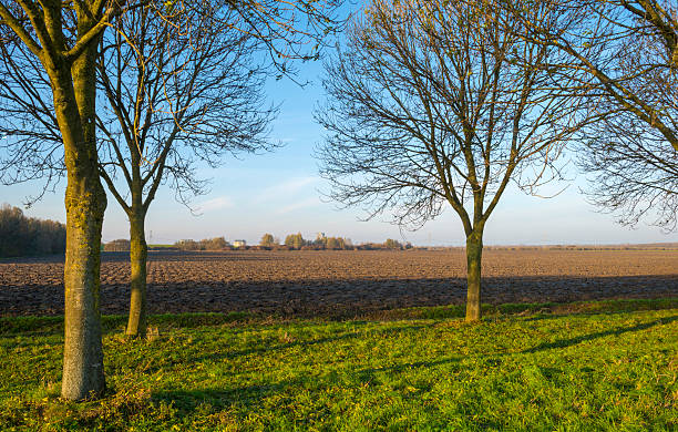 istock Trees along a plowed field at sunset in autumn 526443317
