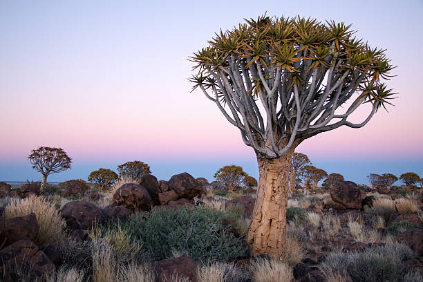 Quivertree at dusk Quivertree at dusk hyrax stock pictures, royalty-free photos & images