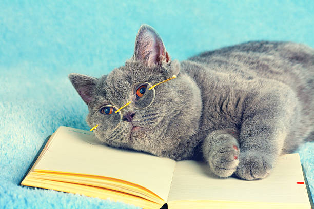 istock Cat businessman wearing glasses lying on book 526445173