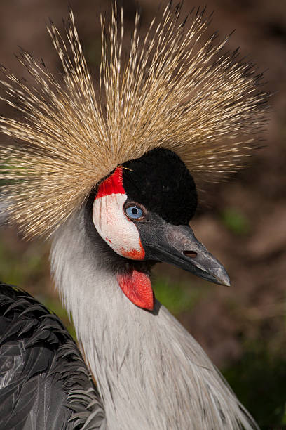 istock Portrait of a crowned crane. 526445287