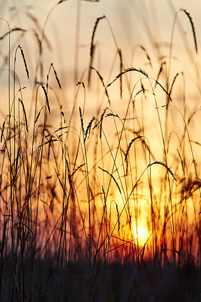 istock View of the sunset through the grass 526445323