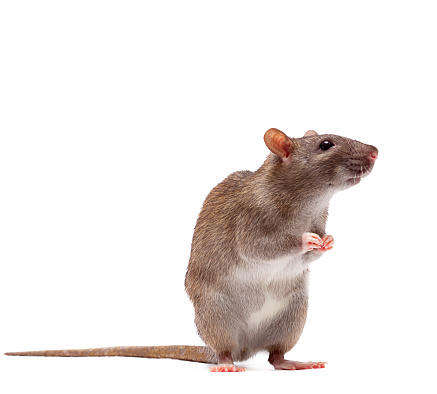 Cute domestic brown rat standing n a tiptoe
