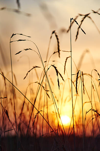 View of the sunset through the grass