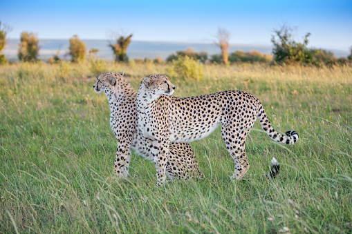 Cheetah (Acinonyx jubatus) on termite mound in savanna in Serengeti National park, Tanzania