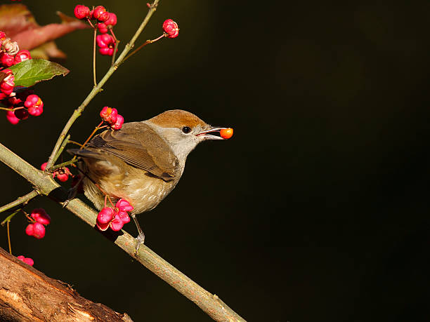 istock Black-cap, female sylvia atricapilla 526467975