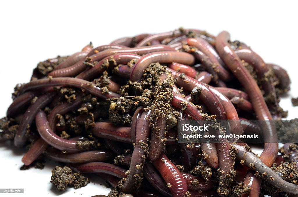 Canadian Nightcrawlers Fishing Worms To The Ground Stock Photo - Download  Image Now - iStock