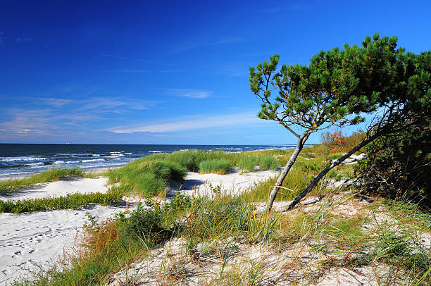 istock Sunny beach of the Baltic sea 526468383