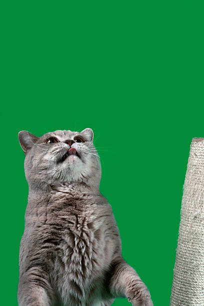 istock British Shorthair Cat Cutout 526468885