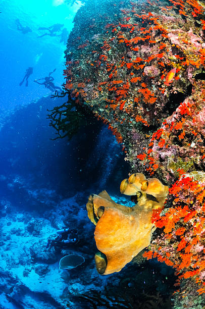 istock Divers and sponges in Banda, Indonesia underwater 526469749