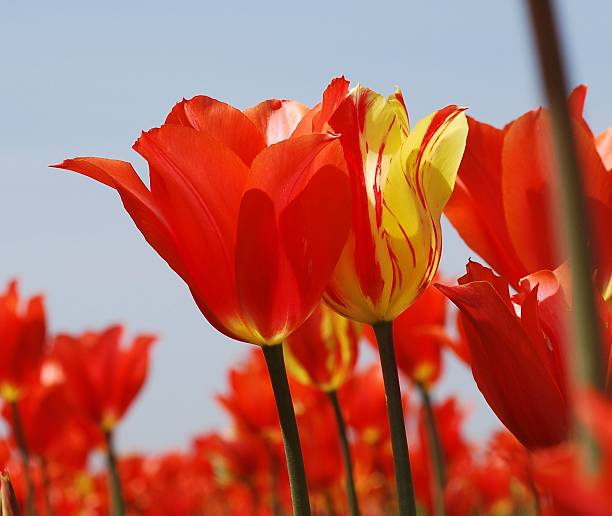 istock Closeup of Tulips 526470539