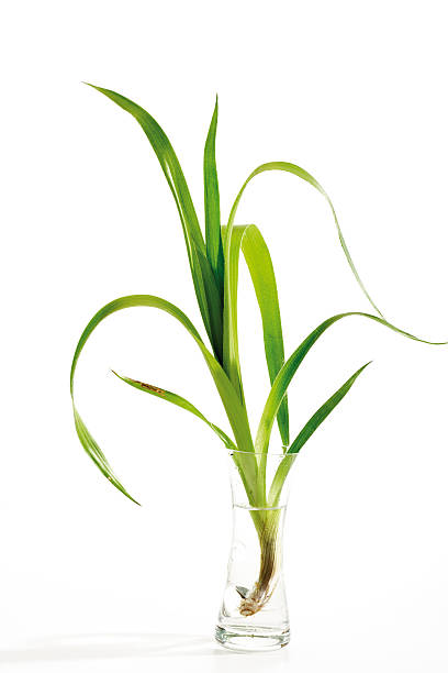 istock Blades of grass in vase, close-up 526471013