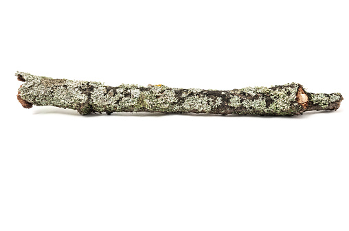Tree stick with moss isolated on white background